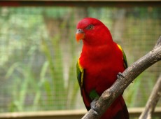 حديقة الطيور في كولالمبور ماليزيا
