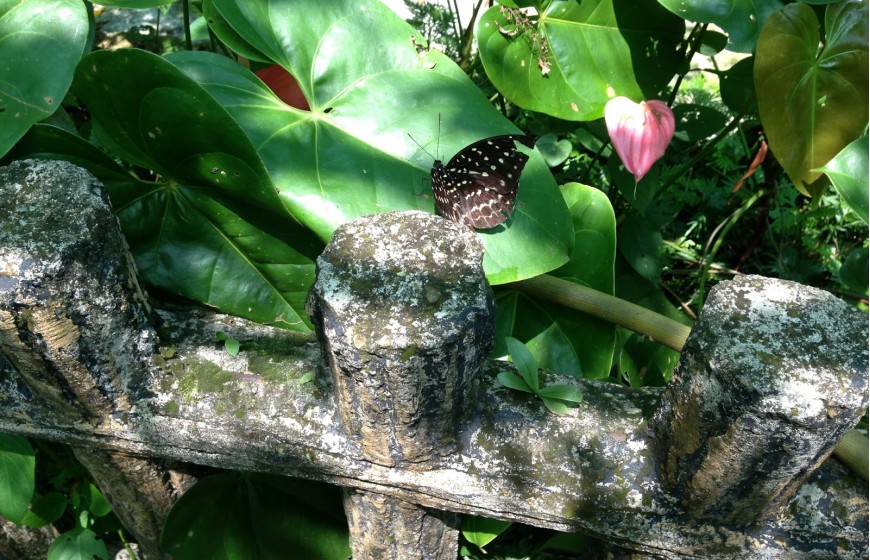 حديقة الفراشات في مدينة كولالمبور ماليزيا - معلومات ماليزيا - سياحة ماليزيا - اماكن سياحية في ماليزيا