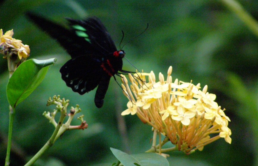 حديقة الفراشات في مدينة كولالمبور ماليزيا - معلومات ماليزيا - سياحة ماليزيا - اماكن سياحية في ماليزيا